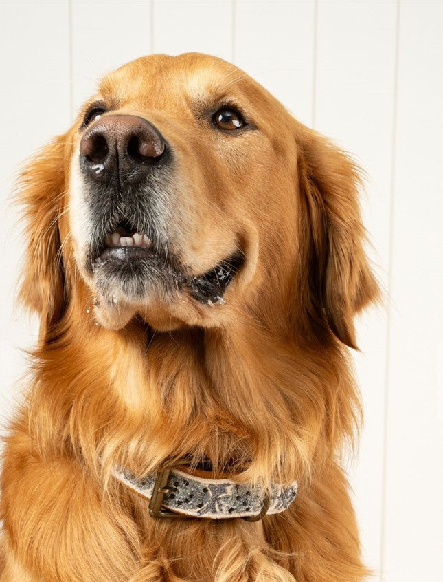 Churchill Collar