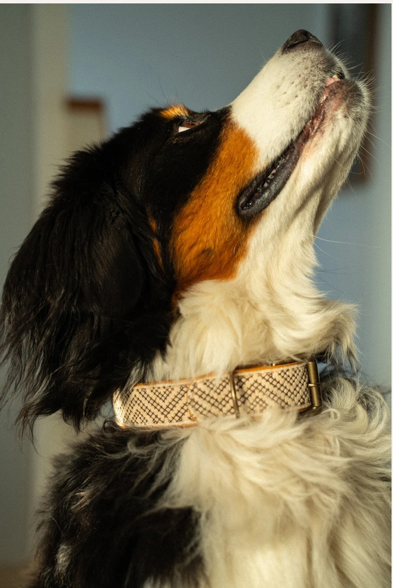 Tucker Collar